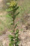 Pineland milkweed